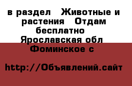  в раздел : Животные и растения » Отдам бесплатно . Ярославская обл.,Фоминское с.